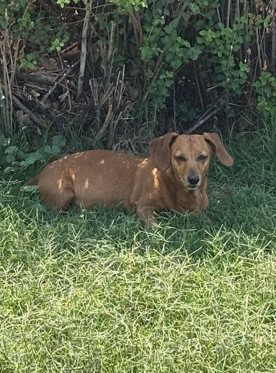 Dixie
