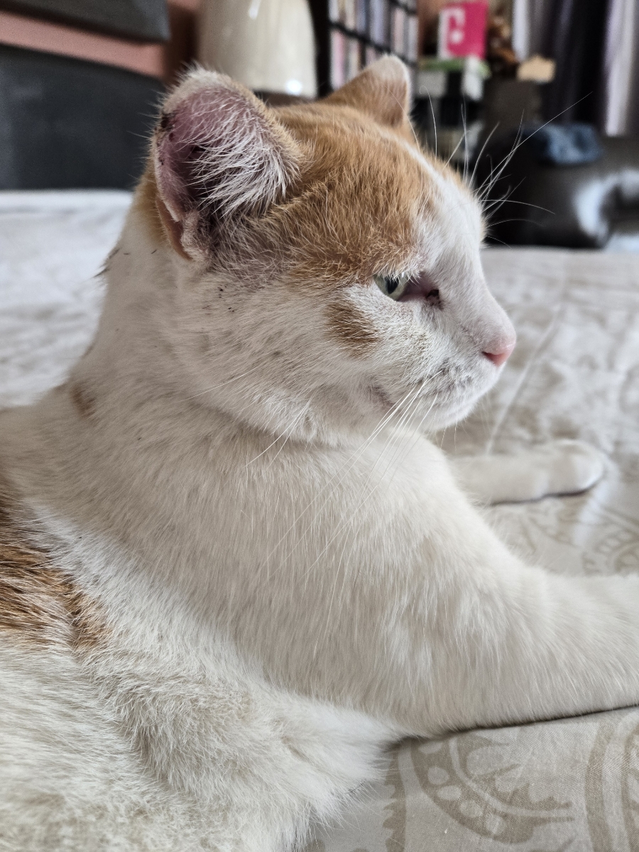 Tommy