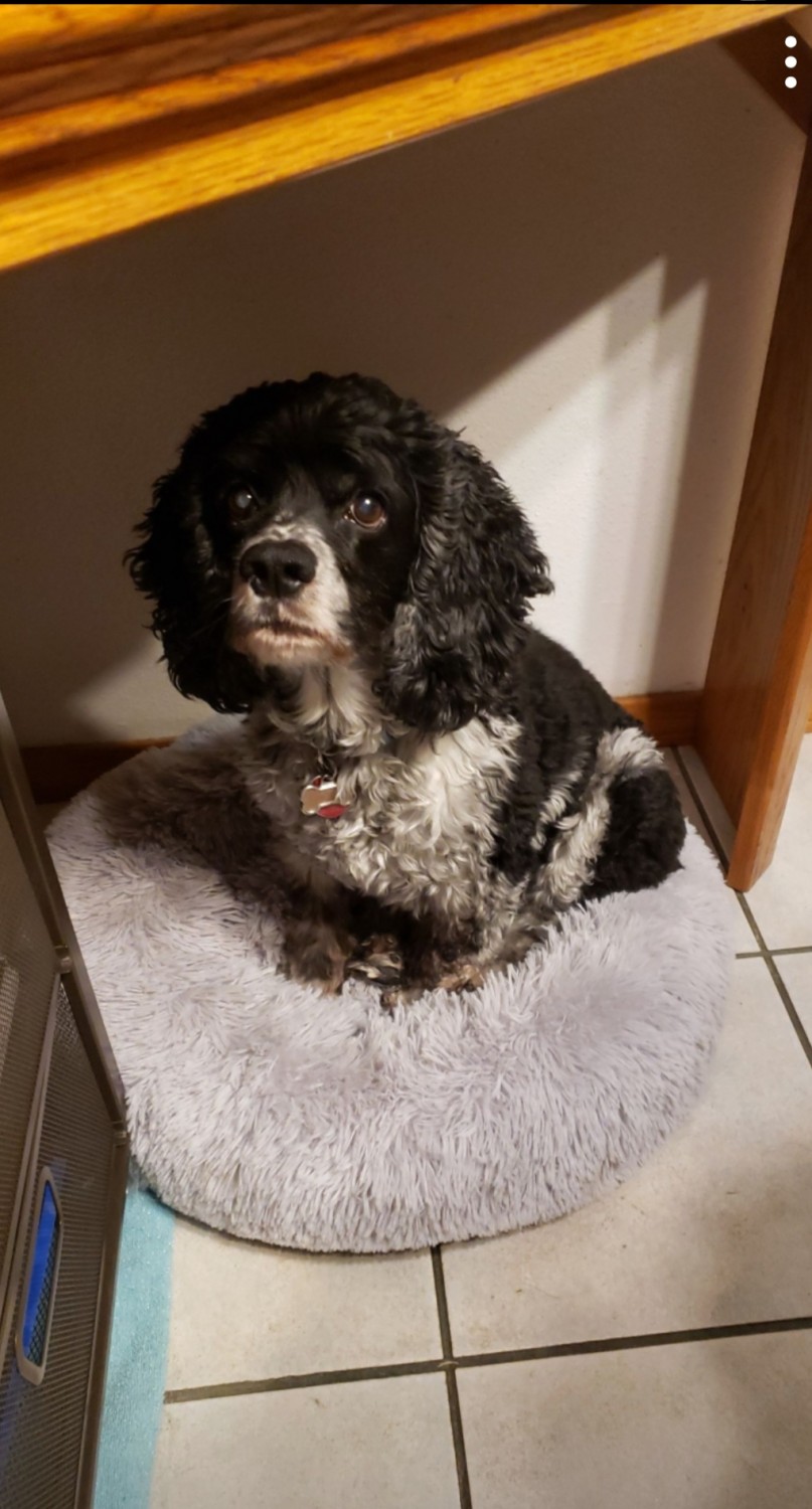 Lulu - 4/3/26